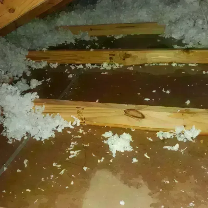 Attic Water Damage in Brighton, NY