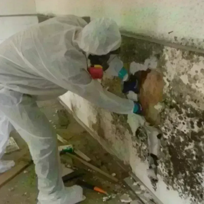 Mold Remediation and Removal in Brighton, NY